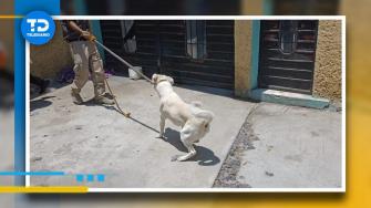 Rescatan perrito abandonado en Chimalhuacán; tenía severa desnutrición