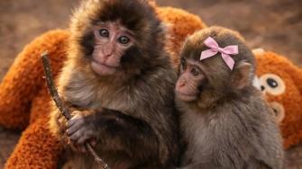 Punch encuentra el amor tras ser rechazado