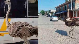 Un avestruz escapó de un rancho en Santiago Cuautlalpan y recorrió calles del centro histórico de Tepotzotlán entre vehículos y turistas. El ave fue capturada con un lazo y devuelta al criadero sin lesiones.